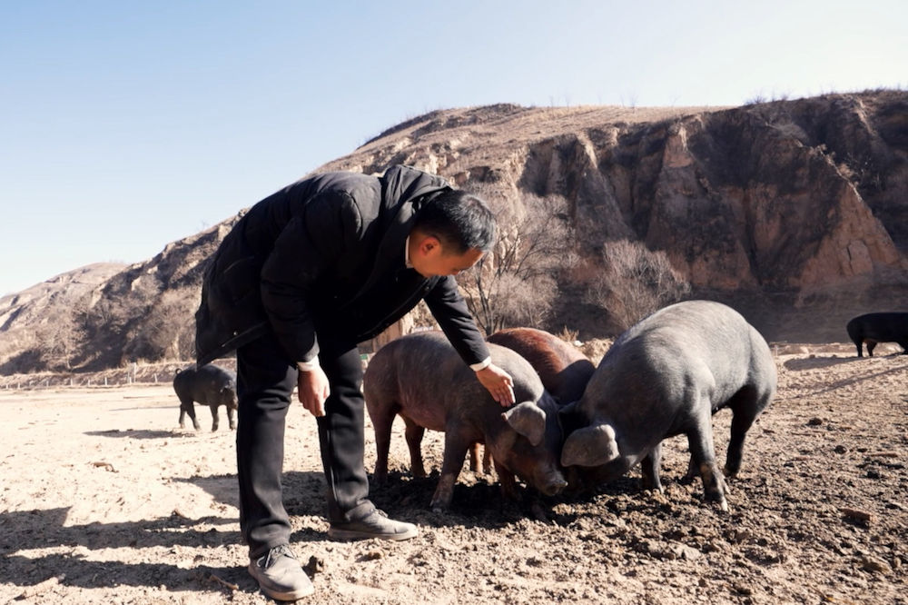 在黃土高原培育「養生豬」 阿里巴巴特派員助陝西縣域打造本地特色