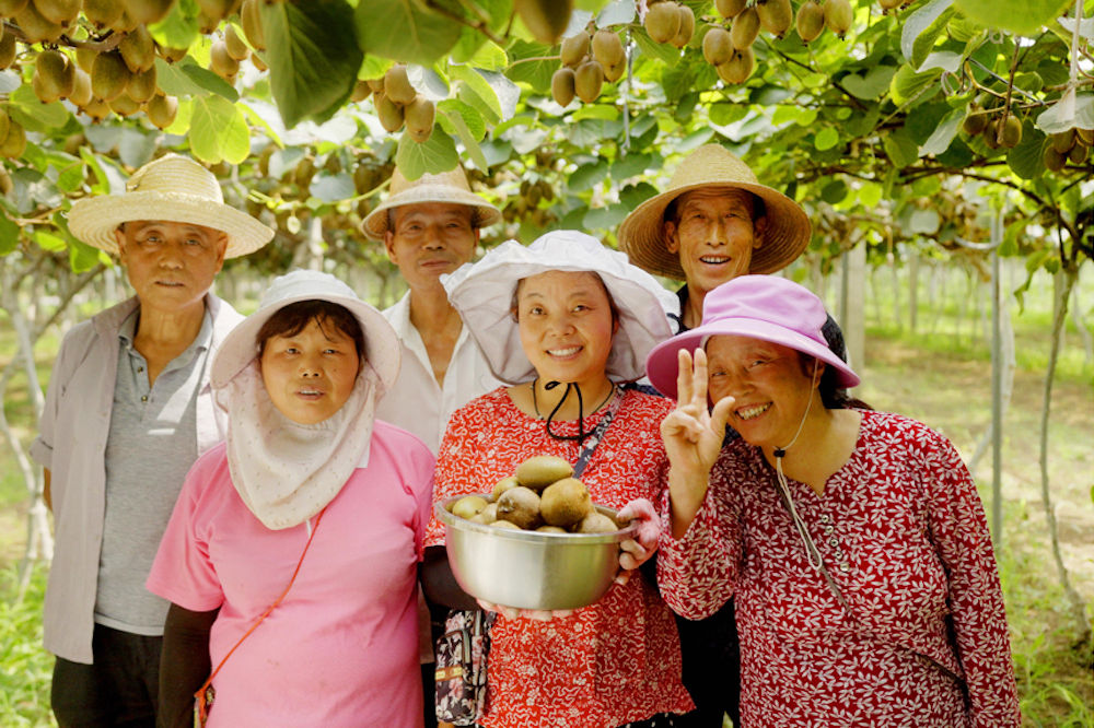 陝西武功農民慶祝即食獼猴桃豐收