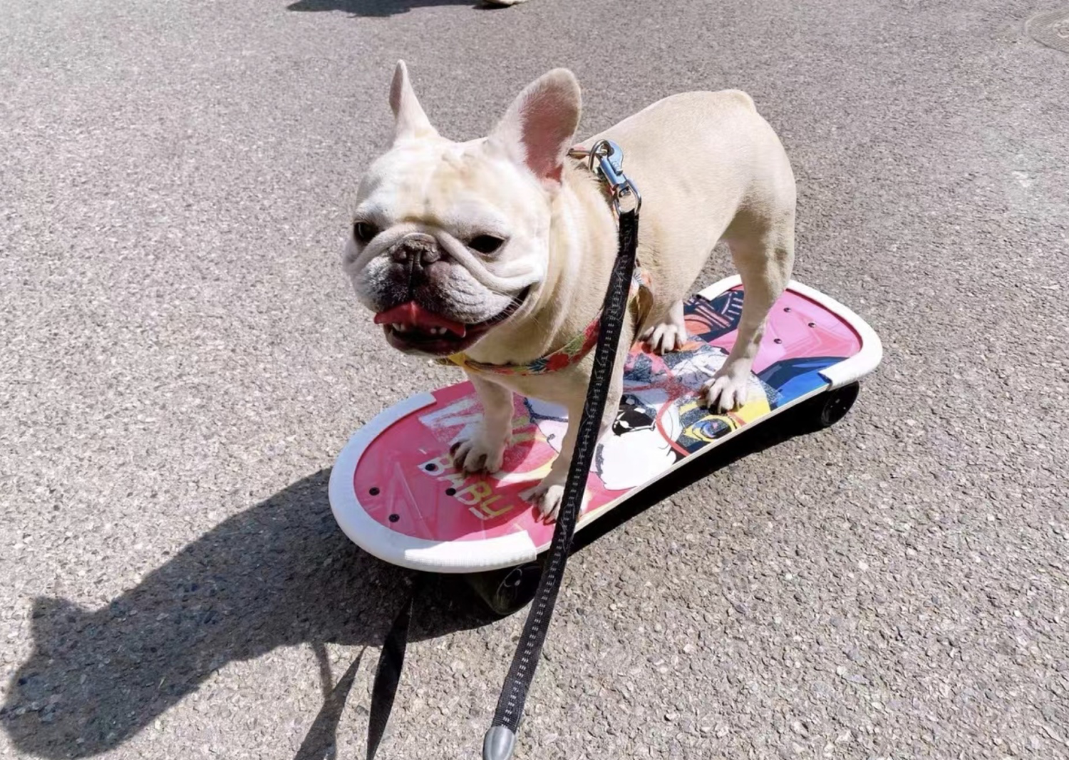 dog-skateboard-