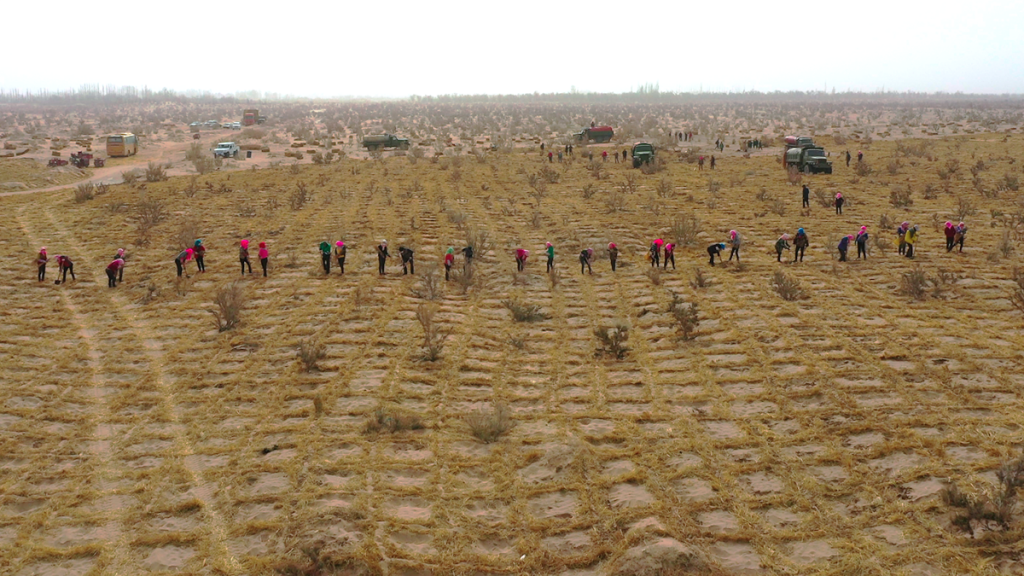 アリペイはパートナーのNGOと協力して、中国の乾燥地帯でユーザーの代わりに植樹しています
