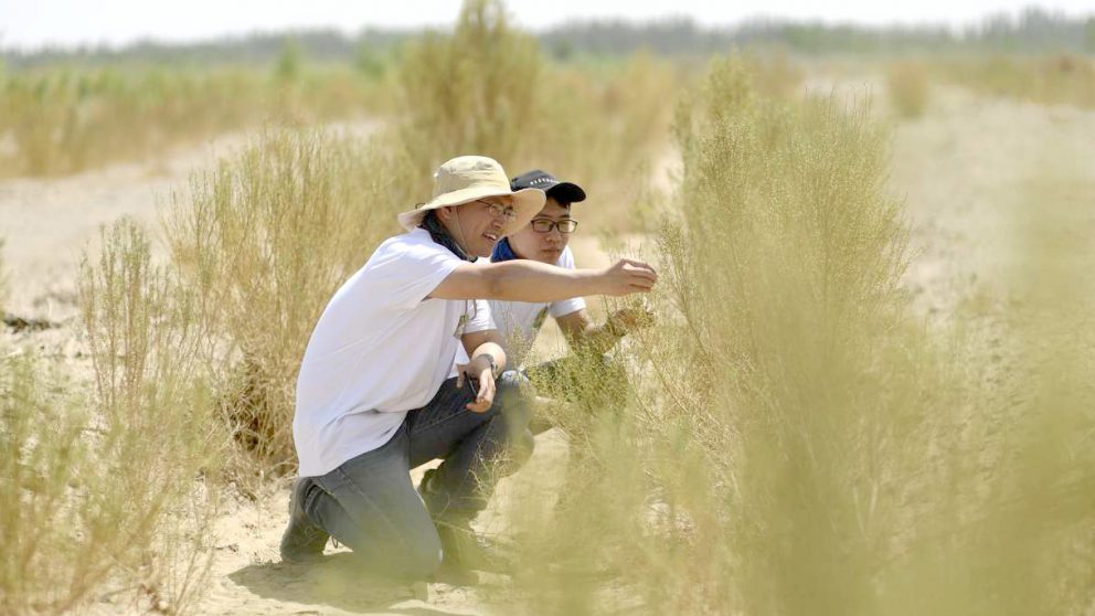 砂漠で植林するアリペイユーザー